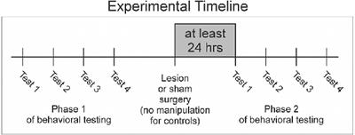 Auditory processing neurons influence song evaluation and strength of mate preference in female songbirds